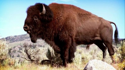 Bison Sound | Animal Sounds