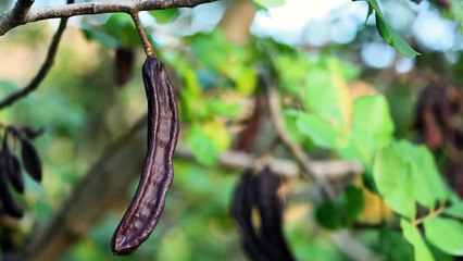 The Real Reason Walmart Ice Cream Sandwiches Don't Melt