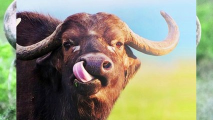 Buffalo Sound | Animal Sounds