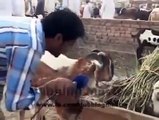 Funny Eid Mubarak 2015 Bakra Eid Punjabi Dub Video - YouTube