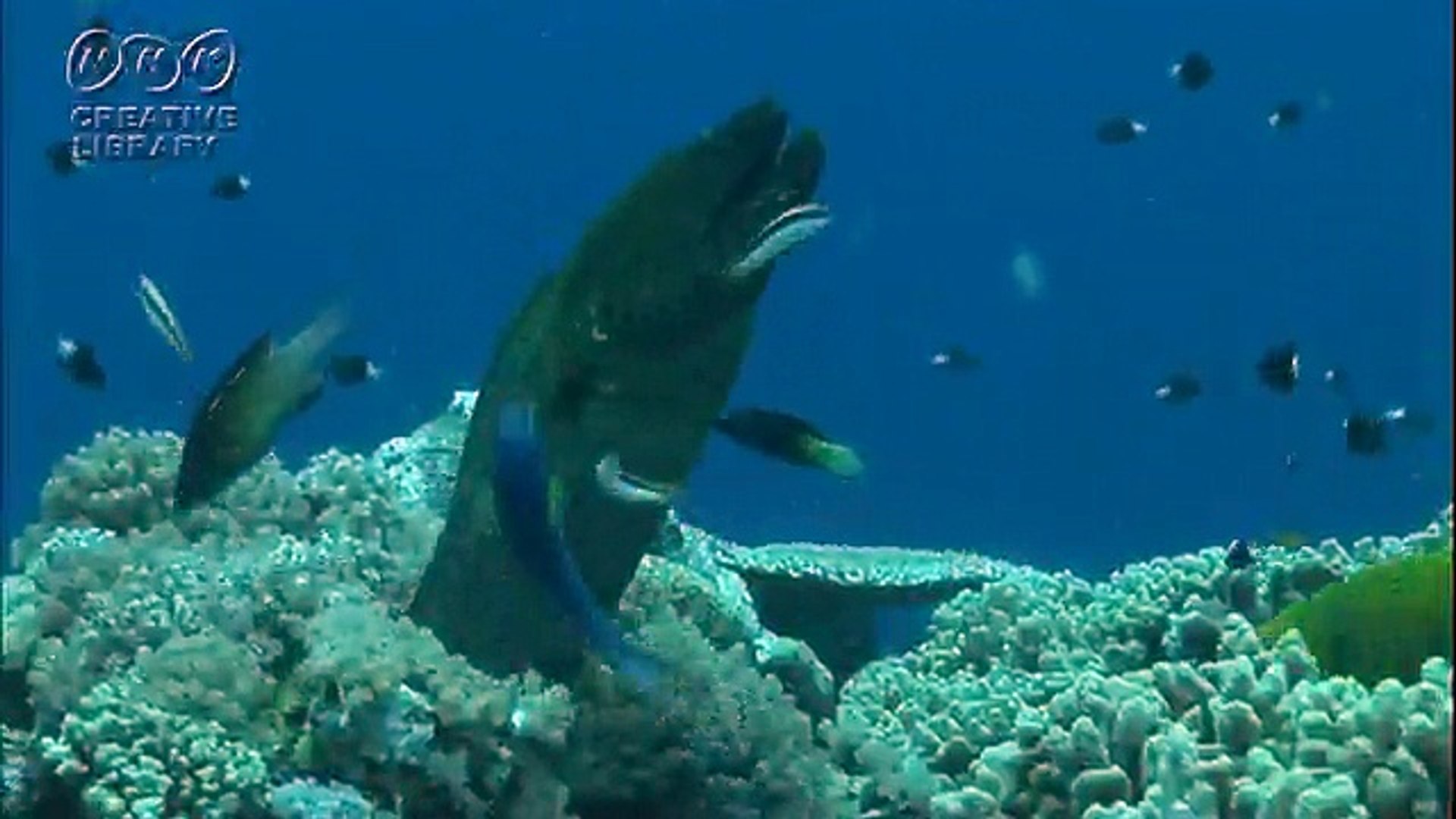 坂本勝直 ウツボと周りの小さな魚たち 動画 Dailymotion