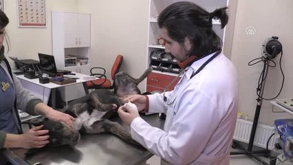 Karakız" Protez Bacağa Kavuştu