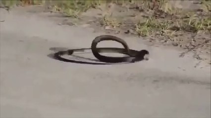 Weird Snake Goes Crazy And Kill’s Itself