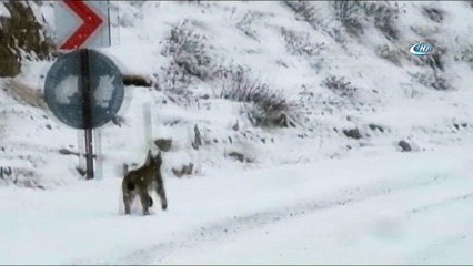 Yerleşim bölgesine inen vaşak böyle görüntülendi