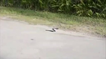 Weird Snake Goes Crazy And Kill’s Itself