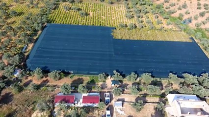 Kuşadası'nda salyangoz çiftliği kuran mühendisler üretime başladı