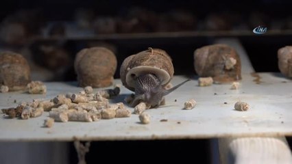 Kuşadası'nda Salyangoz Çiftliği Kuran Mühendisler Üretime Başladı