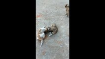 Fighting of Cute Puppies