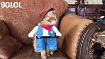 Animals in Costumes  Cute Animals Wearing Costumes (Full) [Funny Pets]