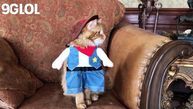Animals in Costumes Cute Animals Wearing Costumes (Full) [Funny Pets]