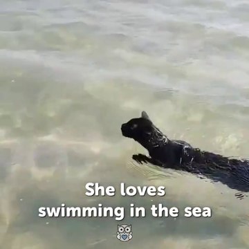 Le chat qui se baigne dans la mer