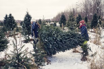 Que faire de son sapin de Noël après les fêtes ?
