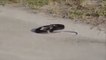 Weird Snake Goes Crazy And Kill’s Itself
