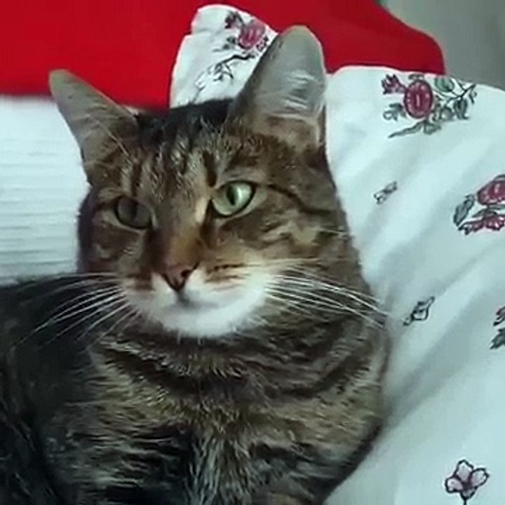 CUTE Kitten VS Flower - Funny Cat Videos #4