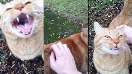 Un chat se fait gratter le dos