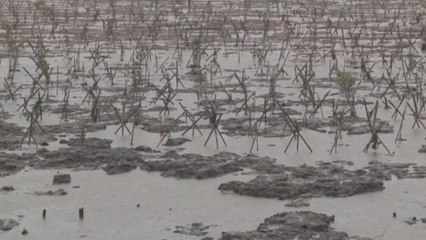 Vietnam spared terror of Typhoon Tembin