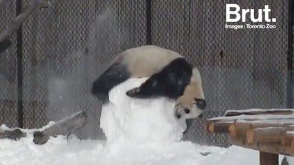 Au Canada, un panda qui adore la neige