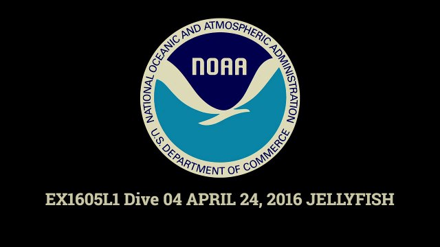 Cette mini pieuvre colorée magnifique a été filmée à 3700m de profondeur dans l'océan Pacifique