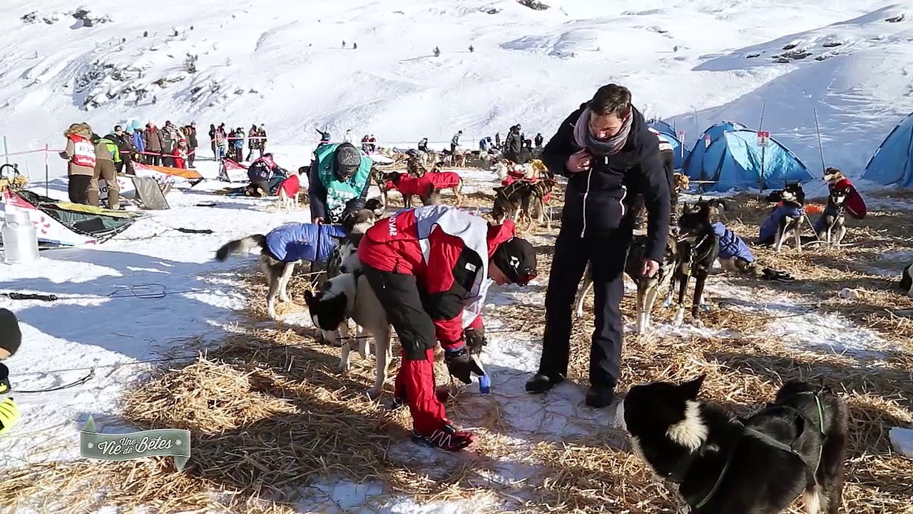 Ushuaia tv - Une Vie de Bêtes