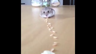 Hamster comiendo pipas