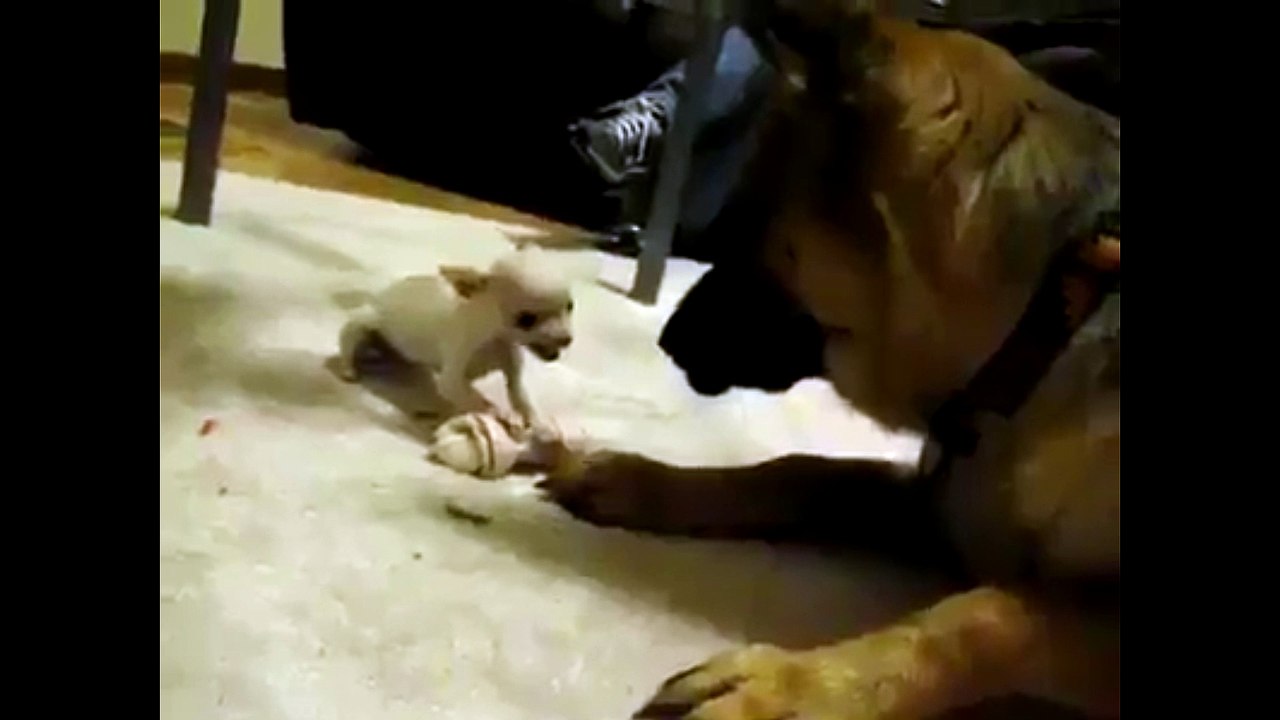 Cuando sabes lo que quieres pero eres chiquitito