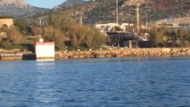 Bodrum Limanı'nda Akdeniz Foku Görüntülendi