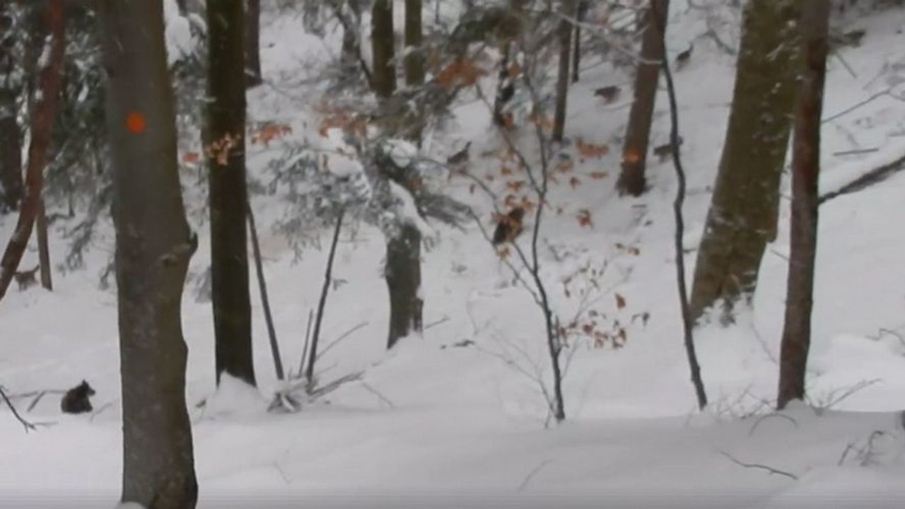 Un garde forestier aide une famille d'ours contre des loups