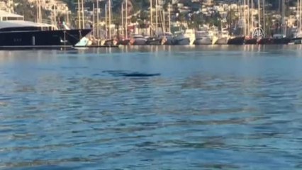 Bodrum'da Akdeniz Foku Şaşırttı