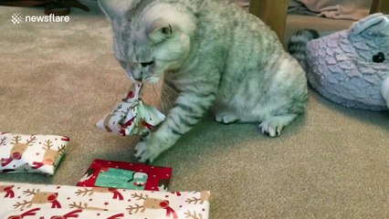 Clever cat unwraps present