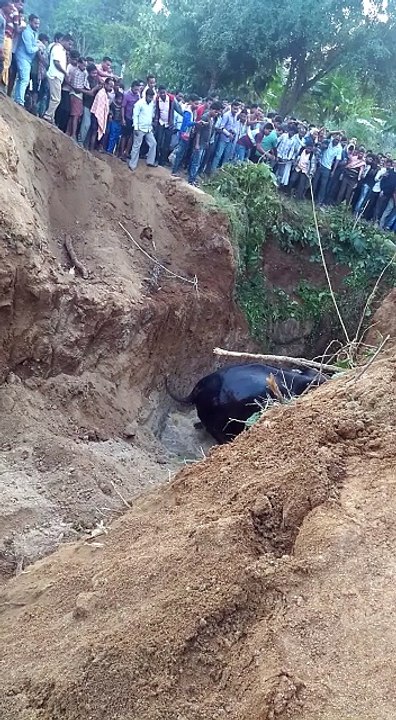 a elephant fell down in wall