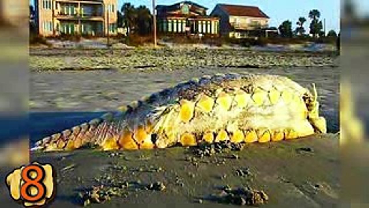 Top 10 Most Mysterious Creatures Found On the Beach
