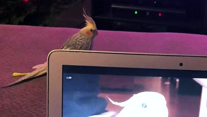 Lucky the iPhone singing cockatiel is OVER it!