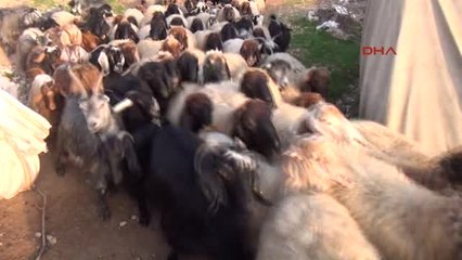 Şırnak Silopi'liler Yayla Yasağının Kaldırılacak Olmasına Sevindi
