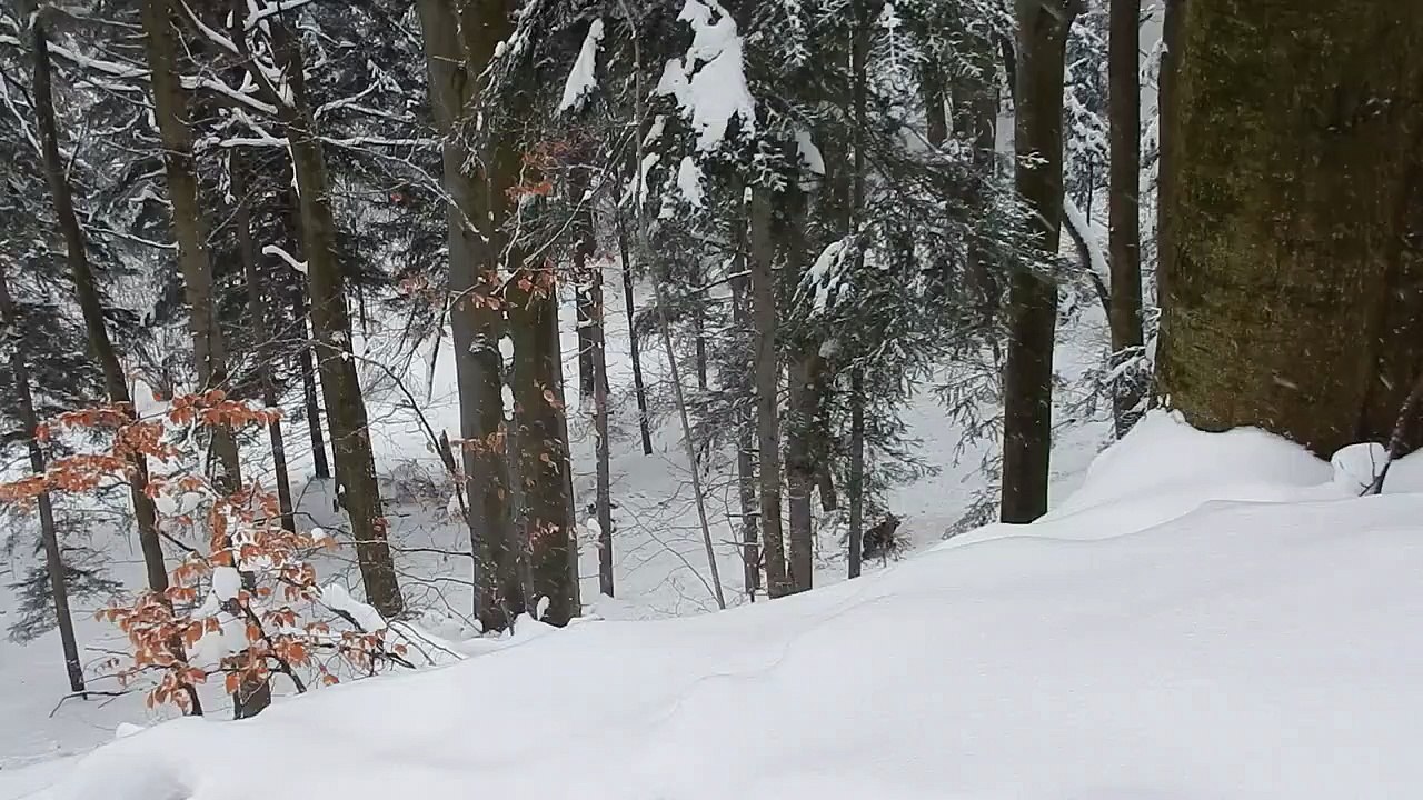 Ce garde forestier intervient pour sauver une famille d'ours piégée par une meute de loups !