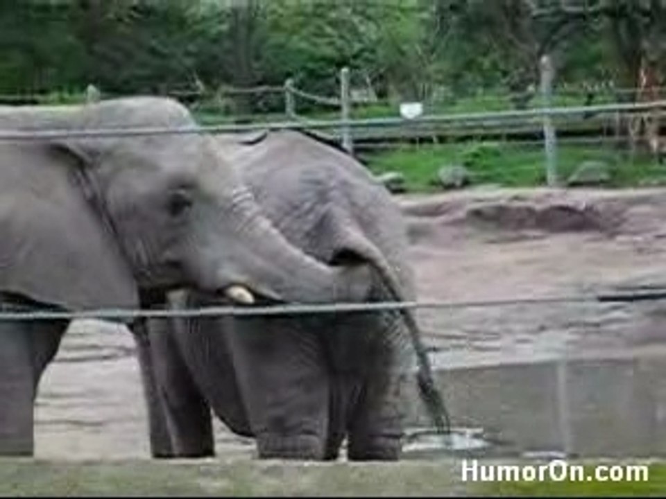 Elephant