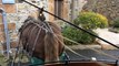 Balade dans les rues de Perros-Guirec avec le cheval Darmor