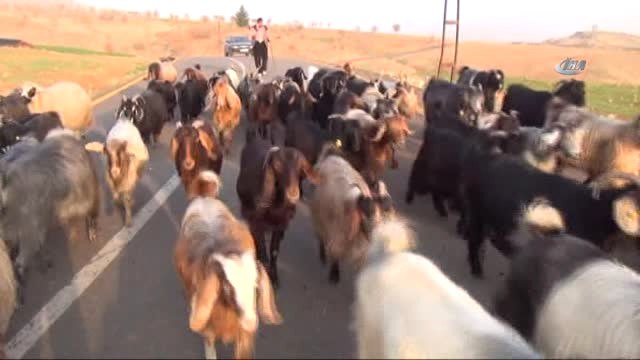 Cumhurbaşkanı Erdoğan'ın Müjdesi Hayvancıları Sevindirdi
