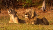 Los tres Leones asesinos del lago Documental