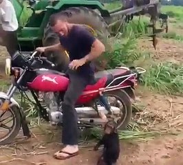 Ce singe tape une crise parce qu'il ne peut pas grimper sur la moto !
