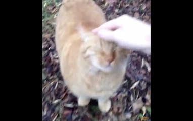 Meilleure réaction d'un chat aux caresses !! Miawouawouawoua