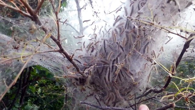 Ces chenilles dansent dans leur cocon sur le rythme de cet homme !