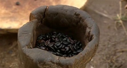 Wo der wilde Kaffee wächst