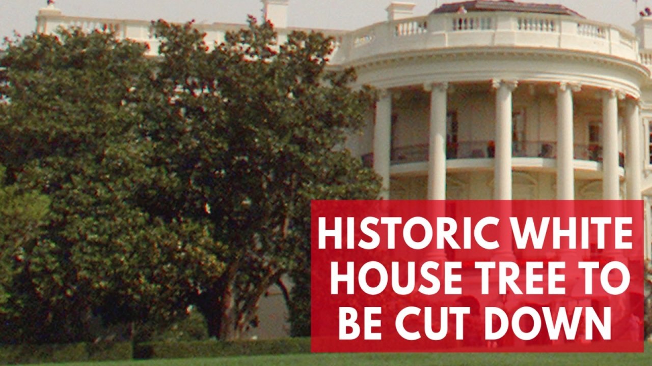 White House's iconic Jackson Magnolia tree will be cut down