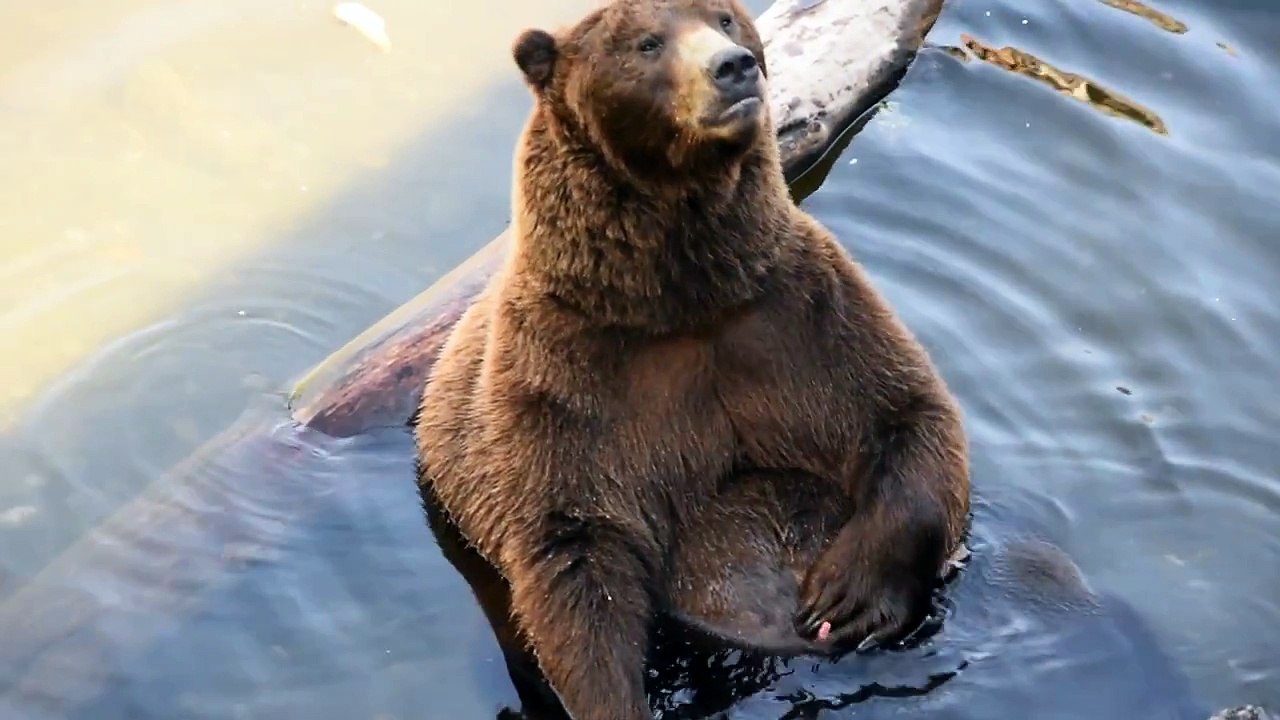 Cheeky Bear Play