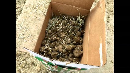 وزير الخزانة الأمريكي يتلقى  روث حيواني كهدية لعيد الميلاد