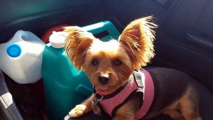 Geo Tracker 4x4 RV Tow Vehicle Engine Is Ruined!