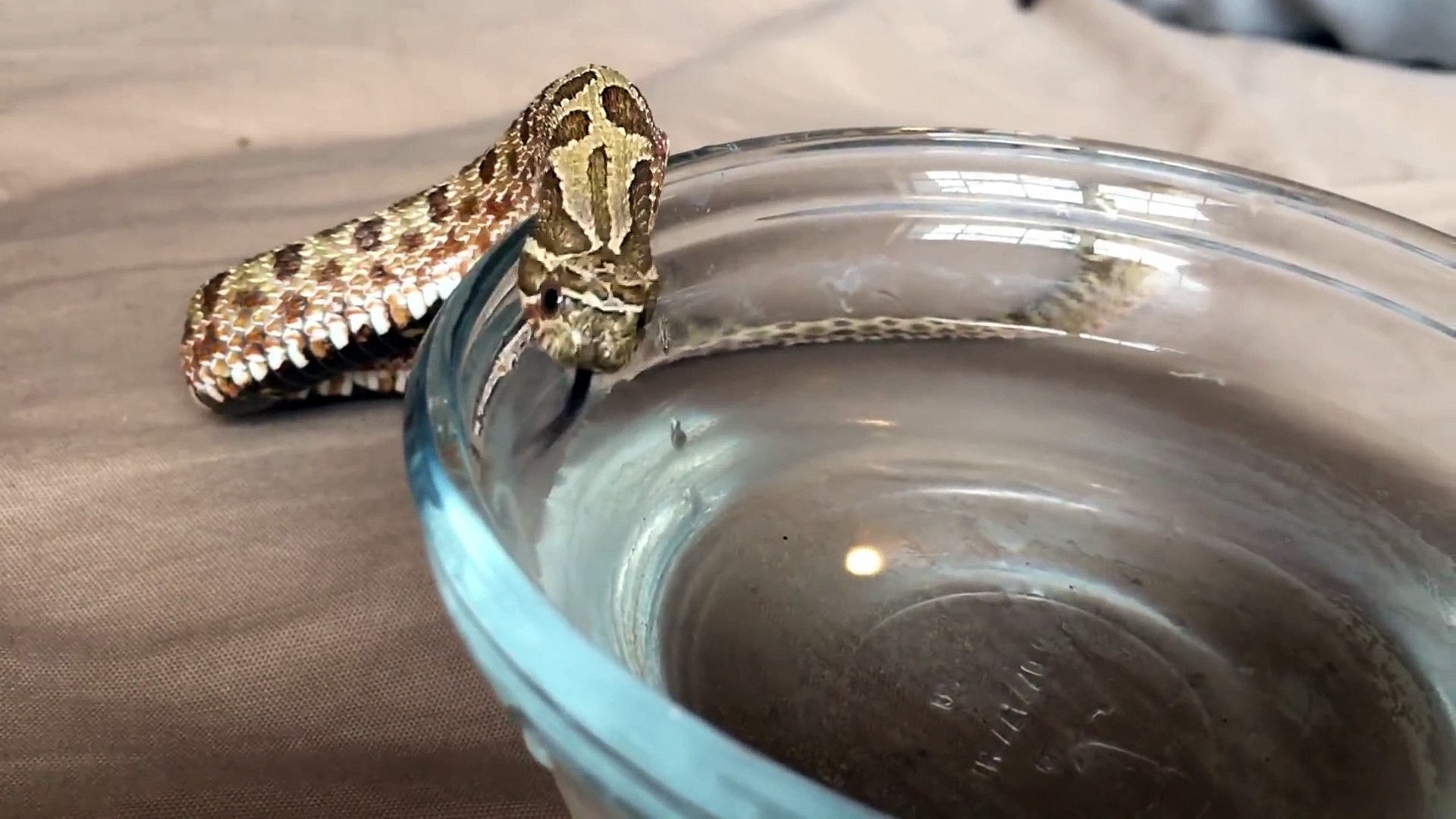 Un Serpent Qui Boit C Est Trop Mignon Video Dailymotion