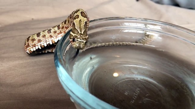 Un serpent qui boit c'est trop mignon