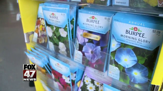 More kids using plant seeds to get high