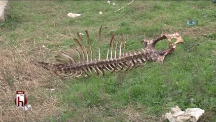 Yüzlerce at ve eşek kafası ile kemikleri bulundu